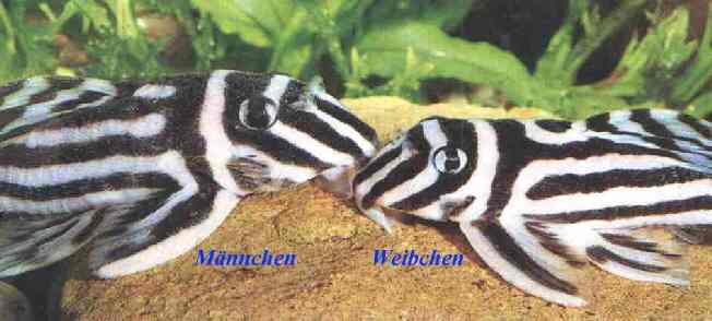 a_L46manchenundweibchenn02