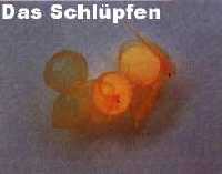 L46-Eier-6-7Tag_schlupfen
